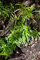 Ophiopogon japonicus 'Minor' ca. 9x9 cm Topf - Schlangenbart, immergrün, ideal als Bodendecker, pflegeleicht, winterhart