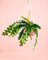 Epiphyllum Anguliger Cactus Colgante | Planta Natural | Pur Plant
