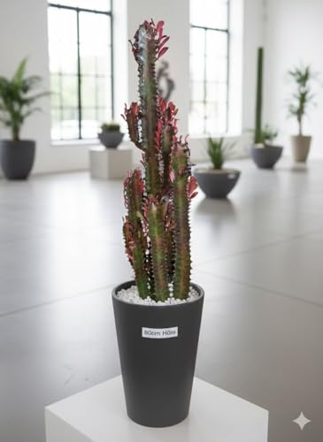 Euphorbia Trigona rubra 80cm hoch- Afrikanischer Milchbaum,Sukkulente, 17cm Topf