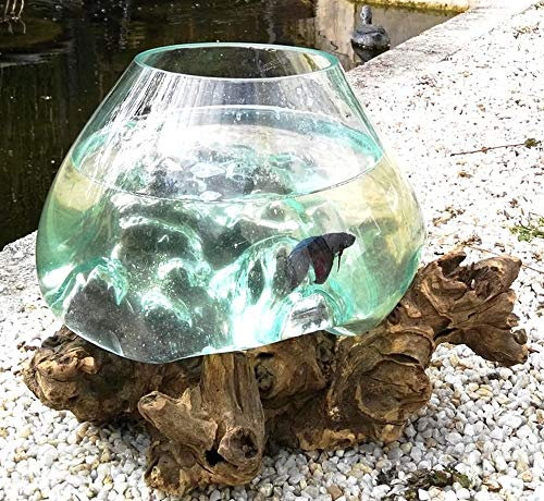 Vase/Aquarium en Verre soufllé sur Racine de Bois, modèle Unique (Hauteur Environ 25cm). Choix sur Photos ENVOYEES Suite A Votre Commande. Vendeur Francais. Livraison en Point Relais