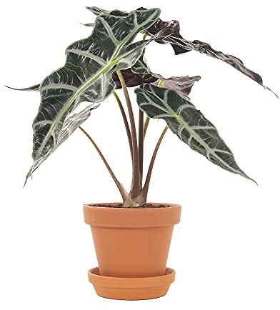 DECOALIVE Alocasia Amazónica Polly con Maceta de Cerámica Planta Oreja de Elefante Planta de Interior Natural