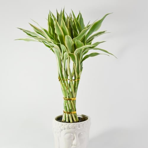 60 pcs glücksbambus pflanze echt samen, bonsai topf, winterharte stauden dauerblüher glücksbambus samen - Dracaena sanderiana - hochbeet, alte sorten saatgut garten geschenke für frauen,