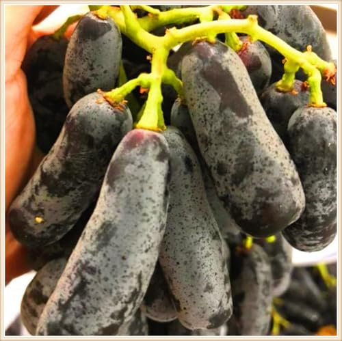 Winterhart Mehrjährig,Weinreben Winterhart,Weintrauben Kernlos,Kernlose Weinreben Pflanzen,Tafel-Traube,Tafeltraube,Tafel-Trauben Weinreben Vitis Vinifera,Weintraube-4zwiebeln-e