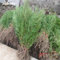 Zypressen Seeds 50 PC Rare Grün Platycladus Orientalis Orientalische Lebensbaum Samen Conifer sät DIY Hausgarten-Frischluft-5