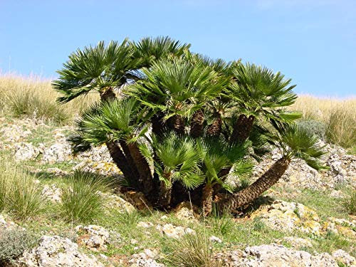2 Graines de Cœur de Palmier (Chamaerops Humilis)
