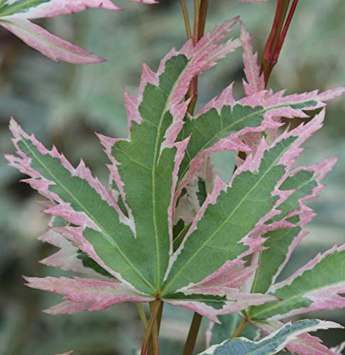 Fächerahorn Butterfly 40-60cm - Acer palmatum - lebende Gartenpflanze aus den Baumschulen