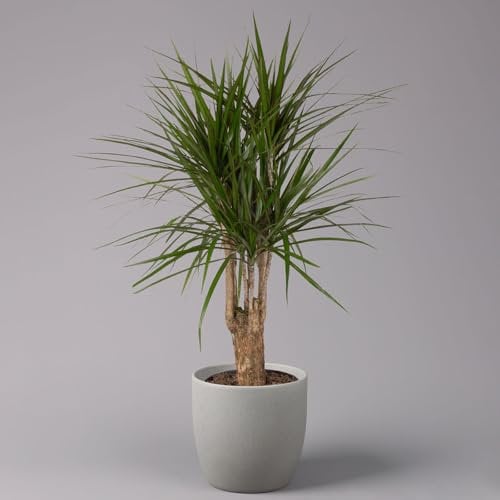 Gerandeter Drachenbaum, verzweigt, Topf-Ø 24 cm, Höhe ca. 100 cm