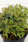 Rhododendron Kleinblättriger Rhododendron Rhododendron impeditum Moerheim Containerware 20-25 cm