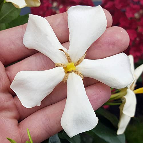 You Garden - Gardenia jasminoides 'Pinwheel' in a 9cm Pot