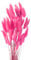 Diyxisk Pampa Séchées Naturelle Décoration,50 pcs la Queue de Lapin Bouquet Boheme Fleurs Séchées,Convient pour Vase Table de Mariage Chambre Décoration D'Intérieur Accessoires（Rouge Rose Profond）