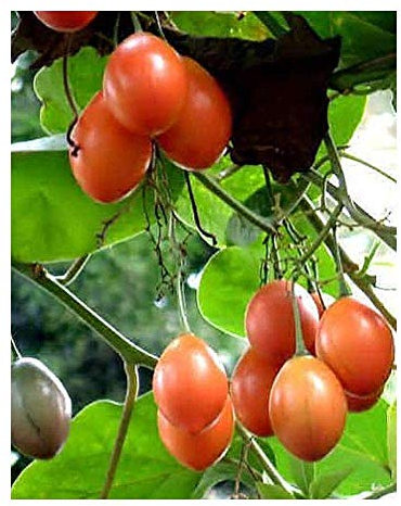 Shop Meeko Cyphomandracea - tomate - tomate de árbol - 15 Seedsplant