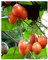 Shop Meeko Cyphomandracea - tomate - tomate de árbol - 15 Seedsplant