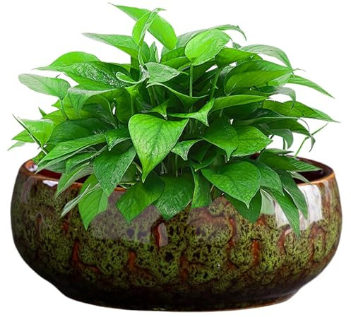 Maceta Baja,Maceta Hidropónica para Plantas - Macetero Cerámico Antiderrames Ancha para Jardín, Balcón, Invernadero, Baño, Cocina y Dormitorio