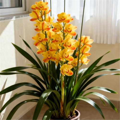 Duftende Cymbidium-Orchideen – dekorative Topfpflanzen, geeignet für drinnen und draußen – blühen leicht-8 PCS-I