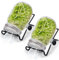 Kit de germinador de Semillas Frascos de germinación con Tapas de colador de Acero Inoxidable, Soportes, Conjunto de germinador para Cultivar microgreens Brotes Alfalfa Brócoli Ensalada de Frijoles