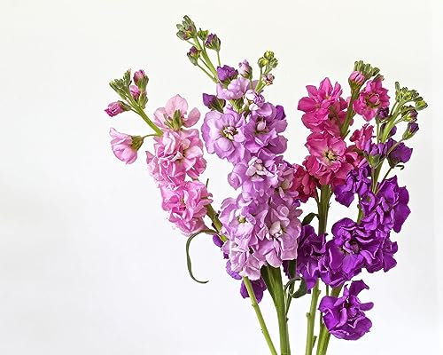 Stocks Plants, 'East Lothian', 4 x Plug Plant Pack, Bedding Plants, Stocks, Garden Ready and Ready to Plant, Stock Flowers, Premium Quality Garden Flowers