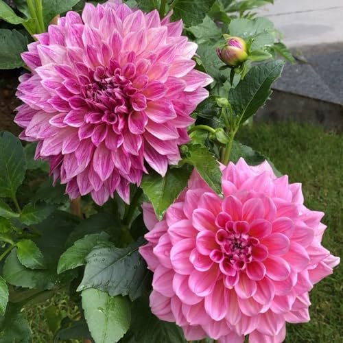 Dahlienzwiebeln, dahlien knollen kaufen winterharte Staude, Gartendekoration, wächst gut in Töpfen-10zwiebeln-A
