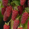 Plantas frutales de frambuesa en maceta, cruz escocesa, reliquia de frambuesa Tayberry, paquete de 50