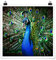 Bilderwelten Poster Wanddeko Edler Pfau Quadrat, Selbstklebend seidenmatt 50 x 50cm