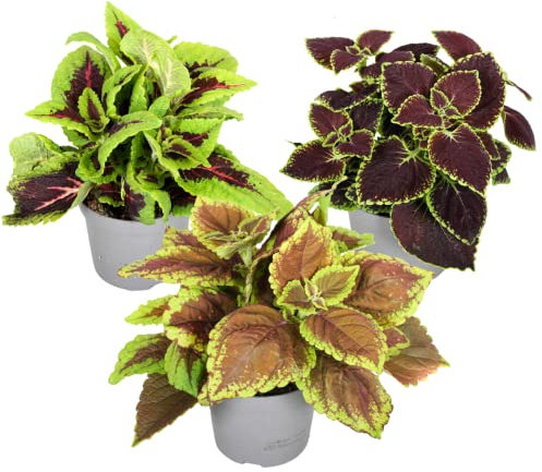 Plant in a Box - Coleus - Ortiga - 3x - Auténtica Planta de interior - Maceta 13cm - Altura 25-40cm