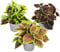 Plant in a Box - Coleus - 3er Set - Brennnessel - Zimmerpflanze echt mit verschiednen Farben - Topf 13cm - Höhe 25-40cm