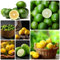 200 Pcs Zitronenbaum Kaufen Samen, Säulenobstbäume Pflanzen Züchten Limettenbaum Samen - Lemon Tree - Herbst Deko Balkonpflanzen Exotische Pflanzen Winterhart Winterharte Kübelpflanzen