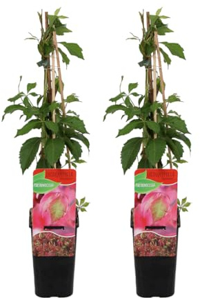 Bloomique - 2er-Set - Parthenocissus Quinquefolia Engelmannii - Wildrebe - Kletterpflanzen - Gartenpflanzen - Winterhart - Topf 15 cm - 70-80 cm hoch