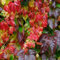 Bloomique - Set di 2 - Parthenocissus Quinquefolia Engelmannii - Vite selvatica - Piante rampicanti - Piante da giardino - Resistente - Vaso 15 cm - Altezza 70-80 cm