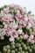 Viburnum tinus 'Eve Price' 40-60 cm - Lorbeer-Schneeball, weiße Blüten, Blütezeit Winter bis Frühling, immergrün, winterhart, ideal für Hecken und Kübel