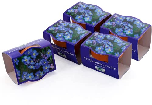 Bull & Bear 5er Set Minipflanzset Vergissmeinnicht, Blumensamen im Topf 40mm, Mini Blumen als Anzuchtset mit Pflegeanleitung