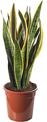 Pianta Serpente Sansevieria Alte Piante da Interno Alberi Esotici di Grandi Dimensioni per la Tua Casa