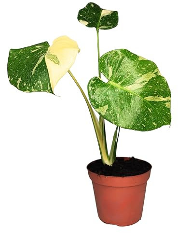 Generico - Monstera Thai Constellation | Pianta da Collezione Vero | Crescita Veloce | Purifica l'Aria | Facile Manutenzione | Piante Vere da Interno, Verde e Bianco, 50 cm, Vaso 12 cm