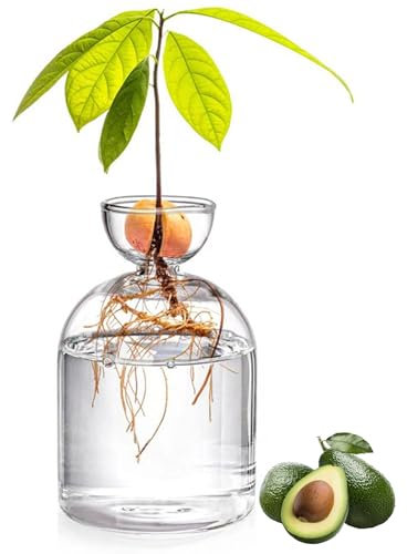 Vase à Avocat en Verre 5,3 Pouces - Kit de Culture d'Arbre Transparent pour Démarrage de Graines - Petit Pot de Plantes