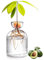 Vase à Avocat en Verre 5,3 Pouces - Kit de Culture d'Arbre Transparent pour Démarrage de Graines - Petit Pot de Plantes