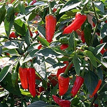 Semi di peperone peperoncino Apache 10 semi