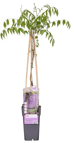 Blauregen – Wisteria floribunda 'Naga Noda' – Purpurner Regen – Ø15cm 65cm