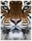 YISUMEI Decke 150x200 cm Kuscheldecken Sanft Flanell Weich Fleecedecke Tierdruck Tiger Gesicht