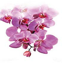 erfal Schiebevorhang Schiebegardine Flächenvorhang Raumteiler halbtransparent 60 x 245 cm Orchidee lila