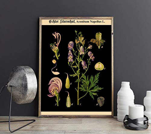 Rare Botanical Poster Vintage German Botanical Print Vintage Educational Poster Educational Chart Rare Chart Decor Unique Poster WB-BLBOT9 (46cm x 61cm)