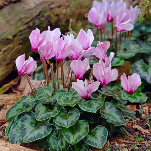 Bulbi da Fiore | Bulbi provenienti dai migliori produttori Olandesi | Esclusiva selezione e controllo qualità | Fioritura garantita. (2 Ciclamino - Cyclamen hederifolium)
