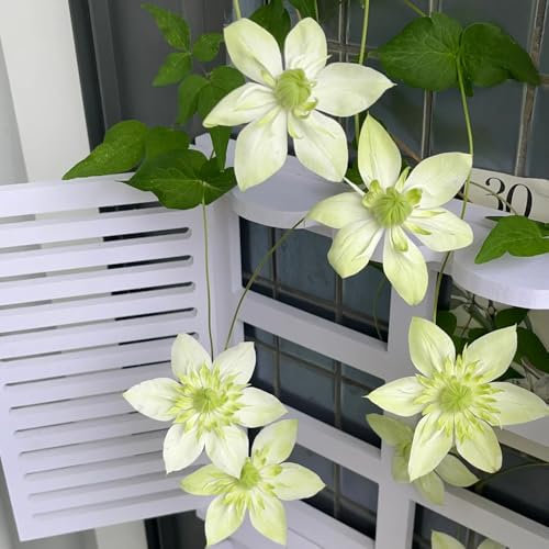 2 pcs Clematis Zwiebeln - blumen garten blumenzwiebeln sommerblüher Clematis florida - Klematis - blumenzwiebeln winterhart hängepflanzen schattenpflanzen winterhart gartenblumen blumen