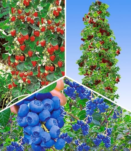 BALDUR Garten Kletter-Erdbeere Hummi® & Trauben-Heidelbeere Reka® Blue & Japanische Säulen-Himbeere,1 Set, leuchtend rote Erdbeerfrüchte, süße, leckere Himbeeren, bis zu 8 kg Heidelbeer-Ernte