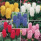Hyazinthen zwiebeln,Winterharte Mehrjährig,Hyazinthen winterhart,traubenhyazinthen zwiebeln winterhart,hyazinthen duft,Hyazinthen rhizome,hyazinthenblüten,traubenhyazinthen rosa.-2zwiebeln-A