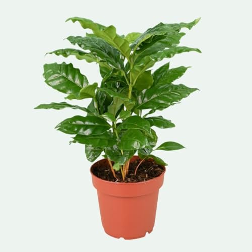Coffea arabica – Kaffeepflanze – pflegeleichte Zimmerpflanze im Topf Ø 12 cm, ca. 30 cm hoch – frisch, grün & dekorativ