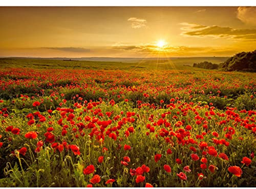 Runa Art Fotomurales Pradera de flores Amapolas 352 x 250 cm Fondo De Pantalla XXL Moderna Decoración De Pared Sala Cuarto Oficina Salón Puesta de sol 9592011a