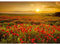 Runa Art Fototapete Blumenwiese Mohnblumen 352 x 250 cm Vlies Tapeten XXL Moderne Wandtapete Wohnzimmer Schlafzimmer Sonnenuntergang 9592011a