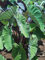Bulbo oreja de elefante, Bulbos Colocasia,Rara,Bulbos de alocasia,Bulbo dell'orecchio di elefante, Winterharte, Pianta perenne, Naturale-3 Bulbo-B