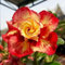 Bulbi Di Rosa Del Deserto-Rosa Del Deserto Pianta,Adenium Obesum Desert Rose,Adenium Obesum Pianta,Rosa Del Deserto,Fiori Da Giardin,Piantagione Di Bonsai-1Bulbi-d