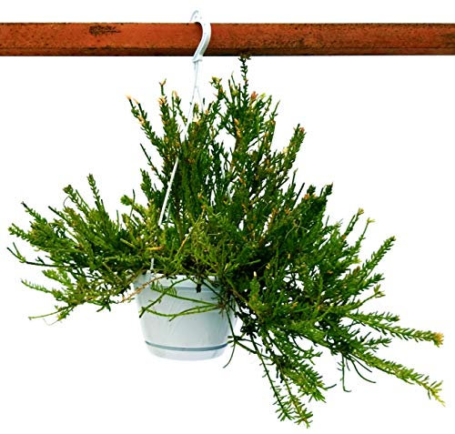 POWERS TO FLOWERS - RHIPSALIS MESEMBRYANTHENMOIDES IN BASKET, pianta vera