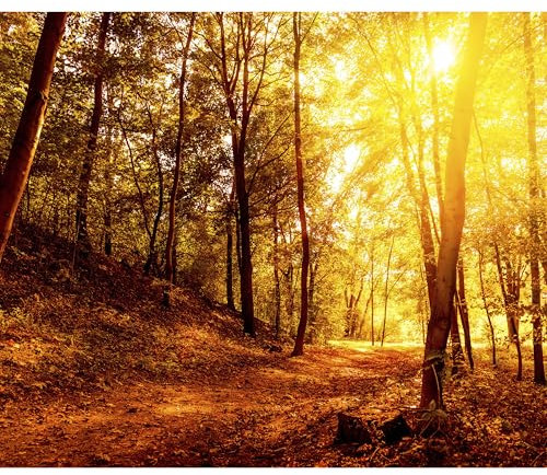 decomonkey Fototapete Wald Herbst 250x175 cm XL Wandbild Wandbild Bild Fototapete Tapeten Wandtapete Wandtapete Natur Landschaft